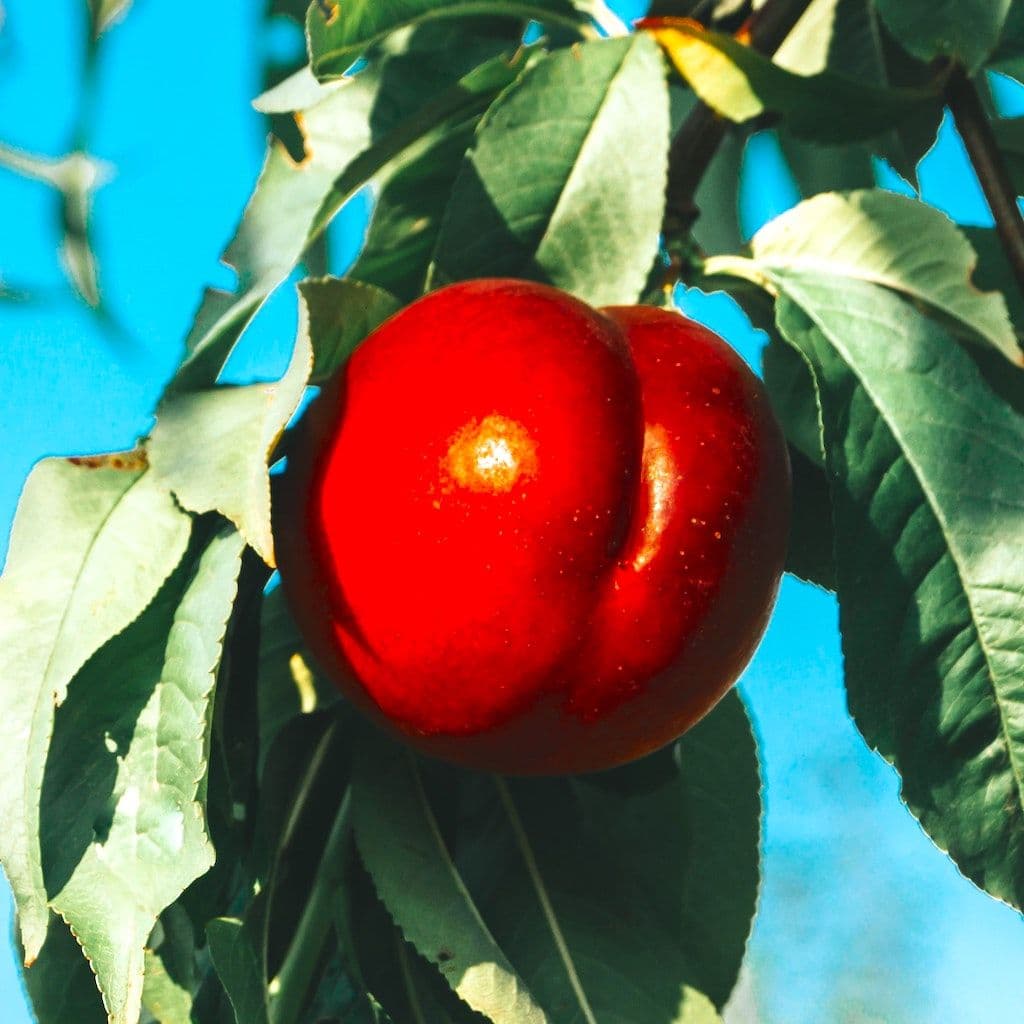 Nectarine sur nectarinier